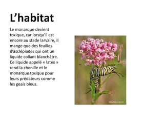 L’habitatLe monarque devient toxique, car lorsqu’il est encore au stade larvaire, il mange que des feuilles d’asclépiades qui ont un liquide collant blanchâtre. Ce liquide appelé « latex » rend la chenille et le monarque toxique pour leurs prédateurs comme les geais bleus.