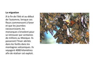 La migrationÀ la fin de l’été et au début de l’automne, lorsque ces fleurs commencent à faner et que les journées raccourcissent, les monarques s’envolent pour se retrouver par centaines de millions au Mexique. Ils passeront l’hiver abrités dans les forêts dans les montagnes volcaniques. Ils voyagent 4000 kilomètres afin de réaliser cet exploit. 