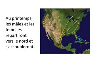 Au printemps, les mâles et les femelles repartiront vers le nord et s’accoupleront.