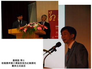 嘉曉勤 博士 根瘤農桿菌介導敲除紫色紅麴菌桔黴素合成基因 