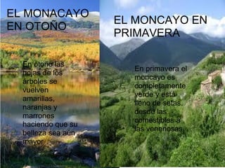EL MONACAYO
                    EL MONCAYO EN
EN OTOÑO
                    PRIMAVERA

  En otoño las
                      En primavera el
  hojas de los
                      moncayo es
  árboles se
                      completamente
  vuelven
                      verde y está
  amarillas,
                      lleno de setas,
  naranjas y
                      desde las
  marrones
                      comestibles a
  haciendo que su
                      las venenosas.
  belleza sea aún
  mayor
 