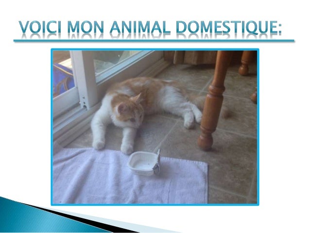 Mon Chat Tamtam