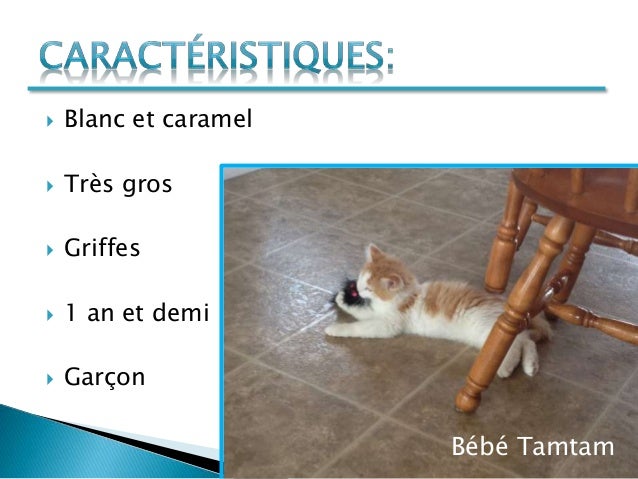 Mon Chat Tamtam Mon Chat Tamtam