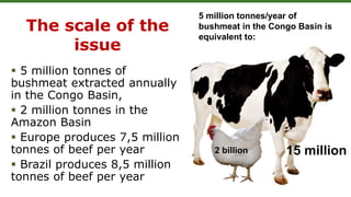 2 billion 15 million
5 million tonnes/year of
bushmeat in the Congo Basin is
equivalent to:
 5 million tonnes of
bushmeat extracted annually
in the Congo Basin,
 2 million tonnes in the
Amazon Basin
 Europe produces 7,5 million
tonnes of beef per year
 Brazil produces 8,5 million
tonnes of beef per year
The scale of the
issue
 