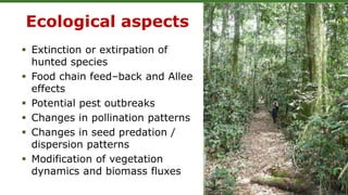 Ecological aspects
 Extinction or extirpation of
hunted species
 Food chain feed–back and Allee
effects
 Potential pest outbreaks
 Changes in pollination patterns
 Changes in seed predation /
dispersion patterns
 Modification of vegetation
dynamics and biomass fluxes
 