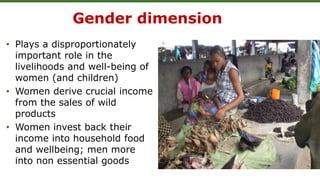 Gender dimension
• Plays a disproportionately
important role in the
livelihoods and well-being of
women (and children)
• Women derive crucial income
from the sales of wild
products
• Women invest back their
income into household food
and wellbeing; men more
into non essential goods
 