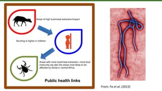 Areas with more bushmeat extraction, more food
insecurity are also the areas most likely to be
affected by Ebola in central Africa.
Public health links
Areas of high bushmeat extraction/impact
Stunting is higher in children
From: Fa et al. (2015)
 