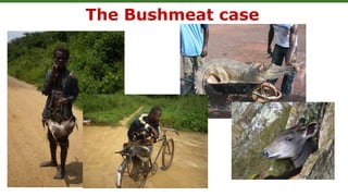 Wildlife: a forgotten and threatened resource