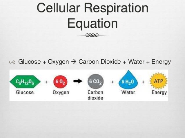 Respiration homework help