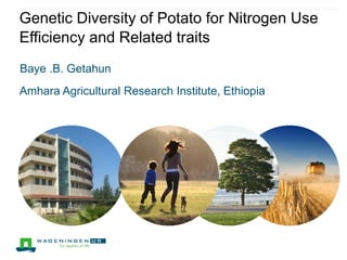Genetic Diversity of Potato for Nitrogen Use
Efficiency and Related traits
Baye .B. Getahun
Amhara Agricultural Research Institute, Ethiopia
 