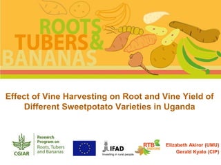 Effect of Vine Harvesting on Root and Vine Yield of
Different Sweetpotato Varieties in Uganda
Elizabeth Akiror (UMU)
Gerald Kyalo (CIP)
 