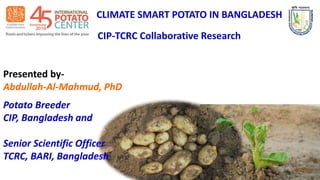 Presented by-
Abdullah-Al-Mahmud, PhD
Potato Breeder
CIP, Bangladesh and
Senior Scientific Officer
TCRC, BARI, Bangladesh
CIP-TCRC Collaborative Research
CLIMATE SMART POTATO IN BANGLADESH
 