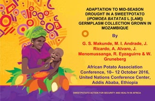The Sweetpotato Action for Security and
Health in Africa (SASHA) is a five-year
initiative designed to improve the food security
and livelihoods of poor families in Sub-
Saharan Africa by exploiting the untapped
potential of sweetpotato. It will develop the
essential capacities, products, and methods to
reposition sweetpotato in food economies of
Sub-Saharan African countries to alleviate
poverty and under-nutrition.
ADAPTATION TO MID-SEASON
DROUGHT IN A SWEETPOTATO
(IPOMOEA BATATAS L [LAM])
GERMPLASM COLLECTION GROWN IN
MOZAMBIQUE
By
G. S. Makunde, M. I. Andrade, J.
Ricardo, A. Alvaro, J.
Menomussanga, R. Eyzaguirre & W.
Gruneberg
African Potato Association
Conference, 10– 12 October 2016,
United Nations Conference Center,
Addis Ababa, Ethiopia
SWEETPOTATO ACTION FOR SECURITY AND HEALTH IN AFRICA
 