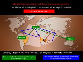 Mondialisation des cultures et des consommations agricoles
Des diffusions à échelle planétaire accélérées par les empires maritimes.
Manioc et banane
L’Empire portugais XVIe-XVIIe siècles : colonies, comptoirs et domination maritime.
Manioc
Banane
Lisbonne
Lisbonne : acclimatation dans les jardins royaux,
réinvention des usages.
Diffusion dans l’Empire, accompagnant les navires et
les déplacements de population.
 