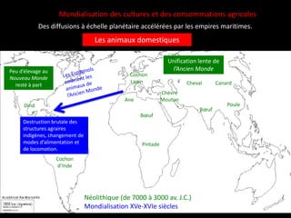 Mondialisation des cultures et des consommations agricoles
Des diffusions à échelle planétaire accélérées par les empires maritimes.
Les animaux domestiques
Néolithique (de 7000 à 3000 av. J.C.)
Mondialisation XVe-XVIe siècles
Poule
Bœuf
Chèvre
Mouton
Bœuf
Canard
Lama
Cochon
d’Inde
Dind
e
Cochon
Lapin
Ane
Cheval
Pintade
Destruction brutale des
structures agraires
indigènes, changement de
modes d’alimentation et
de locomotion.
Unification lente de
l’Ancien Monde
Peu d’élevage au
Nouveau Monde
resté à part
 