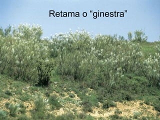Retama o “ginestra” 