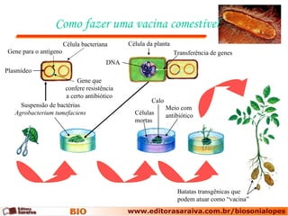 Como fazer uma vacina comestível Batatas transgênicas que podem atuar como “vacina” Suspensão de bactérias Agrobacterium tumefaciens Calo Células mortas Meio com antibiótico Célula da planta Transferência de genes DNA Plasmídeo Gene para o antígeno Célula bacteriana Gene que confere resistência a certo antibiótico 