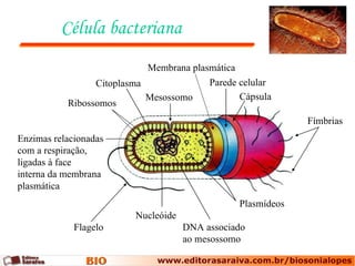 Célula bacteriana Fímbrias Cápsula Parede celular Plasmídeos DNA associado ao mesossomo Nucleóide Flagelo Enzimas relacionadas com a respiração, ligadas à face interna da membrana plasmática Mesossomo Citoplasma Ribossomos Membrana plasmática 