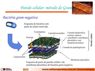 Parede celular: método de Gram Bactéria gram-negativa Esquema de bactéria com parte da célula removida. Esquema de parte da parede celular e da membrana plasmática de bactéria gram-negativa. Membrana plasmática Camada de peptidoglicano Lipopolissacarídeo Fosfolipídios Proteína Lipoproteínas Camada lipoprotéica externa, espessa, semelhante à membrana plasmática, com lipopolissacarídeos Parede celular 