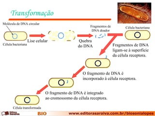 Transformação  Lise celular Quebra do DNA Fragmentos de DNA ligam-se à superfície da célula receptora. O fragmento de DNA é  incorporado à célula receptora. O fragmento de DNA é integrado ao cromossomo da célula receptora. Célula bacteriana Fragmentos de DNA doador Célula bacteriana Célula transformada Molécula de DNA circular 