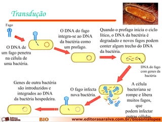 Transdução O DNA de um fago penetra na célula de uma bactéria. O DNA do fago  integra-se ao DNA da bactéria como um profago. Quando o profago inicia o ciclo lítico, o DNA da bactéria é degradado e novos fagos podem conter algum trecho do DNA da bactéria. A célula bacteriana se rompe e libera muitos fagos, que podem infectar outras células. O fago infecta nova bactéria. Genes de outra bactéria são introduzidos e  integrados ao DNA da bactéria hospedeira. Fago DNA do fago com genes da bactéria 