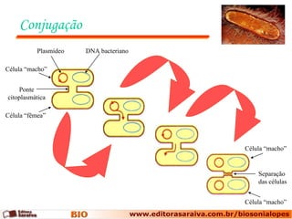 Conjugação Plasmídeo DNA bacteriano Ponte citoplasmática Célula “fêmea” Célula “macho” Separação das células Célula “macho” Célula “macho” 