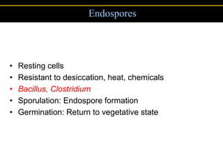 Endospores




•   Resting cells
•   Resistant to desiccation, heat, chemicals
•   Bacillus, Clostridium
•   Sporulation: Endospore formation
•   Germination: Return to vegetative state
 