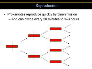 Reproduction

• Prokaryotes reproduce quickly by binary fission
   – And can divide every 20 minutes to 1–3 hours
 