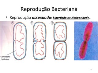 Reprodução Bacteriana
• Reprodução assexuada: bipartição ou cissiparidade.




                                                       11
 