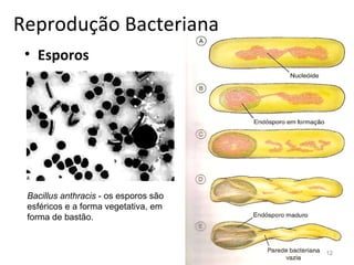Reprodução Bacteriana
 • Esporos




 Bacillus anthracis - os esporos são
 esféricos e a forma vegetativa, em
 forma de bastão.


                                       12
 