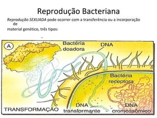 Reprodução Bacteriana
Reprodução SEXUADA pode ocorrer com a transferência ou a incorporação
   de
material genético, três tipos:

•   TRANSFORMAÇÃO




                                                                        13
 