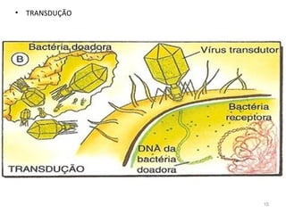 •   TRANSDUÇÃO




                 15
 