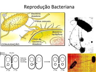 Reprodução Bacteriana

•   CONJUGAÇÃO




                                     17
 