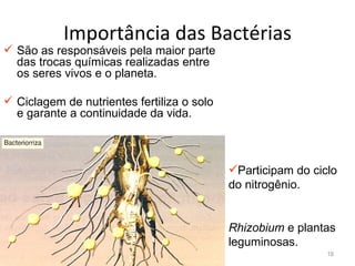 Importância das Bactérias
 São as responsáveis pela maior parte
  das trocas químicas realizadas entre
  os seres vivos e o planeta.

 Ciclagem de nutrientes fertiliza o solo
  e garante a continuidade da vida.



                                            Participam do ciclo
                                            do nitrogênio.


                                            Rhizobium e plantas
                                            leguminosas.
                                                              18
 