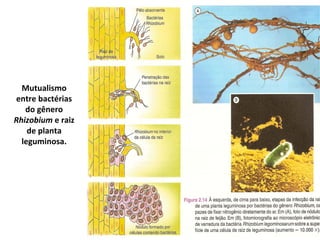 Mutualismo
entre bactérias
   do gênero
Rhizobium e raiz
    de planta
  leguminosa.
 