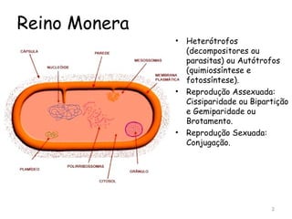 Reino Monera
               •   Heterótrofos
                   (decompositores ou
                   parasitas) ou Autótrofos
                   (quimiossíntese e
                   fotossíntese).
               •   Reprodução Assexuada:
                   Cissiparidade ou Bipartição
                   e Gemiparidade ou
                   Brotamento.
               •   Reprodução Sexuada:
                   Conjugação.




                                         2
 