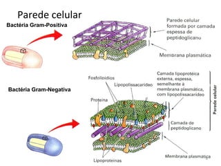 Parede celular
Bactéria Gram-Positiva




Bactéria Gram-Negativa




                         6
 