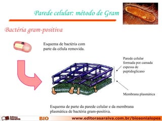 Parede celular: método de Gram

Bactéria gram-positiva
              Esquema de bactéria com
              parte da célula removida.

                                                          Parede celular
                                                          formada por camada
                                                          espessa de
                                                          peptidoglicano




                                                          Membrana plasmática


                 Esquema de parte da parede celular e da membrana
                 plasmática de bactéria gram-positiva.
 