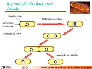 Reprodução das bactérias:
   divisão
    Parede celular
                     Duplicação do DNA
Membrana
plasmática


Molécula de DNA




                                 Separação das células
 