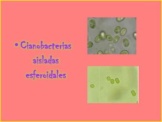 • Cianobacterias
     aisladas
   esferoidales
 