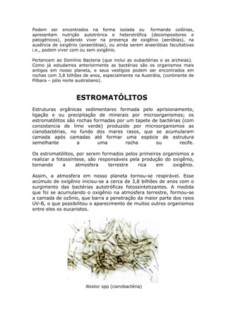 Podem ser encontrados na forma isolada ou formando colônias,
apresentam nutrição autotrórica e heterotrófica (decompositores e
patogênicos), podendo viver na presença de oxigênio (aeróbias), na
ausência de oxigênio (anaeróbias), ou ainda serem anaeróbias facultativas
i.e., podem viver com ou sem oxigênio.

Pertencem ao Domínio Bacteria (que inclui as eubactérias e as archeias).
Como já estudamos anteriormente as bactérias são os organismos mais
antigos em nosso planeta, e seus vestígios podem ser encontrados em
rochas com 3,8 bilhões de anos, especialmente na Austrália, (continente de
Pilbara – pólo norte australiano).



                    ESTROMATÓLITOS
Estruturas orgânicas sedimentares formada pelo aprisionamento,
ligação e ou precipitação de minerais por microorganismos; os
estromatólitos são rochas formadas por um tapete de bactérias (com
consistencia de limo verde) produzido por microorganismos as
cianobactérias, no fundo dos mares rasos, que se acumularam
camada após camadas até formar uma espécie de estrutura
semelhante         a        uma       rocha       ou         recife.

Os estromatólitos, por serem formados pelos primeiros organismos a
realizar a fotossíntese, são responsáveis pela produção do oxigênio,
tornando      a     atmosfera    terrestre   rica   em     oxigênio.

Assim, a atmosfera em nosso planeta tornou-se respirável. Esse
acúmulo de oxigênio iniciou-se a cerca de 3,8 bilhões de anos com o
surgimento das bactérias autotróficas fotossintetizantes. A medida
que foi se acumulando o oxigênio na atmosfera terrestre, formou-se
a camada de ozônio, que barra a penetração da maior parte dos raios
UV-B, o que possibilitou o aparecimento de muitos outros organismos
entre eles os eucariotos.




                        Nostoc spp (cianobactéria)
 