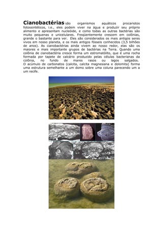 Cianobactérias são                 organismos    aquáticos    procariotos
fotossintéticos, i.e., eles podem viver na água e produzir seu próprio
alimento e apresentam nucleóide, e como todas as outras bactérias são
muito pequenas e unicelulares. Freqüentemente crescem em colônias,
grande o bastante para ver. Eles são considerados os mais antigos seres
vivos em nosso planeta, e os mais antigos fósseis conhecidos (3,5 bilhões
de anos). As cianobactérias ainda vivem ao nosso redor, elas são os
maiores e mais importante grupos de bactérias na Terra. Quando uma
colônia de cianobactéria cresce forma um estromatólito, que é uma rocha
formada por tapete de calcário produzido pelas células bacterianas da
colônia,    no     fundo    de  mares     rasos  ou    lagos   salgados.
O acúmulo de carbonatos (calcita, calcita magnesiana e dolomita) forma
uma estrutura semelhante a um domo sobre uma coluna parecendo um a
um recife.
 
