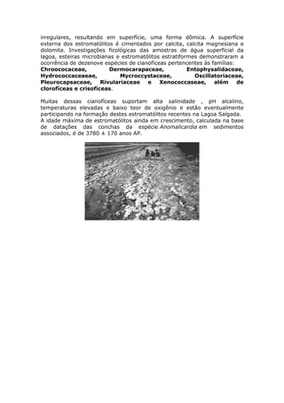 irregulares, resultando em superfície, uma forma dômica. A superfície
externa dos estromatólitos é cimentados por calcita, calcita magnesiana e
dolomita. Investigações ficológicas das amostras de água superficial da
lagoa, esteiras microbianas e estromatólitos estratiformes demonstraram a
ocorrência de dezenove espécies de cianofíceas pertencentes às famílias:
Chroococaceae,           Dermocarapaceae,              Entophysalidaceae,
Hydrococcaceaeae,            Mycroccystaceae,            Oscillatoriaceae,
Pleurocapsaceae,      Rivulariaceae    e    Xenococcaseae,      além     de
clorofíceas e crisofíceas.

Muitas dessas cianofíceas suportam alta salinidade , pH alcalino,
temperaturas elevadas e baixo teor de oxigênio e estão eventualmente
participando na formação destes estromatólitos recentes na Lagoa Salgada.
A idade máxima de estromatólitos ainda em crescimento, calculada na base
de datações das conchas da espécie Anomalicardia em sedimentos
associados, é de 3780 ± 170 anos AP.
 