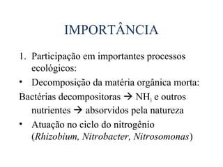 IMPORTÂNCIA
1. Participação em importantes processos
   ecológicos:
• Decomposição da matéria orgânica morta:
Bactérias decompositoras  NH3 e outros
   nutrientes  absorvidos pela natureza
• Atuação no ciclo do nitrogênio
   (Rhizobium, Nitrobacter, Nitrosomonas)
 