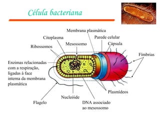 Célula bacteriana
                            Membrana plasmática
                 Citoplasma              Parede celular
                            Mesossomo           Cápsula
           Ribossomos
                                                             Fímbrias
Enzimas relacionadas
com a respiração,
ligadas à face
interna da membrana
plasmática
                                                Plasmídeos
                         Nucleóide
             Flagelo                 DNA associado
                                     ao mesossomo
 