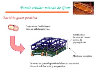 Parede celular: método de Gram

Bactéria gram-positiva
              Esquema de bactéria com
              parte da célula removida.

                                                            Parede celular
                                                            formada por camada
                                                            espessa de
                                                            peptidoglicano




                                                            Membrana plasmática


                  Esquema de parte da parede celular e da membrana
                  plasmática de bactéria gram-positiva.
 