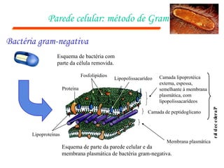 Parede celular: método de Gram

Bactéria gram-negativa
                  Esquema de bactéria com
                  parte da célula removida.

                                  Fosfolipídios                        Camada lipoprotéica
                                                  Lipopolissacarídeo
                                                                       externa, espessa,
                       Proteína                                        semelhante à membrana
                                                                       plasmática, com
                                                                       lipopolissacarídeos




                                                                                                r a u ec e der a P
                                                                  Camada de peptidoglicano




                                                                                                   l l
       Lipoproteínas
                                                                          Membrana plasmática
                       Esquema de parte da parede celular e da
                       membrana plasmática de bactéria gram-negativa.
 