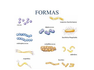 FORMAS
 