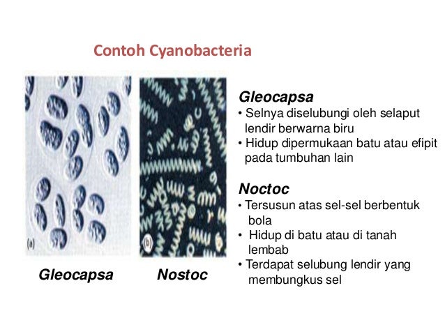 Contoh Ekosistem Tanah Lembab - Frog Slinger