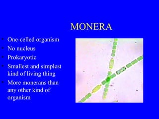 MONERA
• One-celled organism
• No nucleus
• Prokaryotic
• Smallest and simplest
kind of living thing
• More monerans than
any other kind of
organism
 